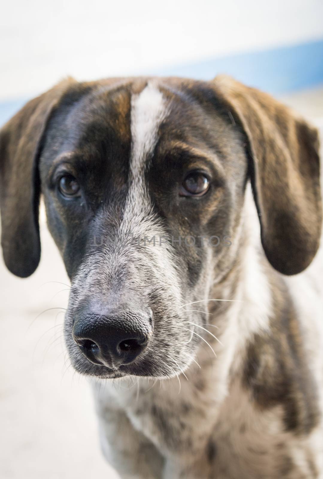 dog breed Shorthaired Pointer