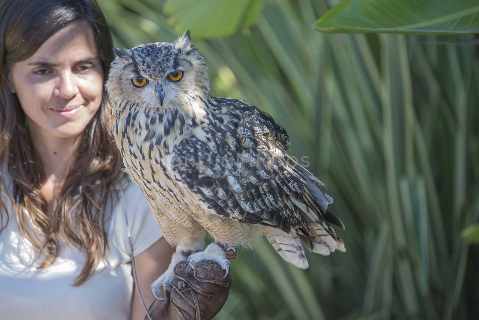 eurasian eagle owl, bubo bubo, close-up by steirus