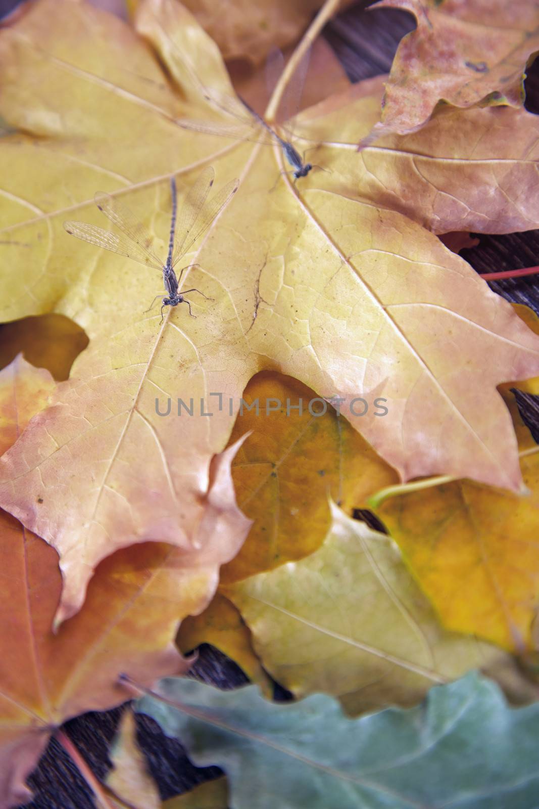 Close-up view on a dragonfly with autumn leaves