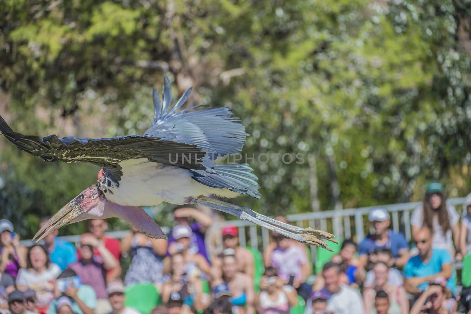 exotic birds, flying by steirus