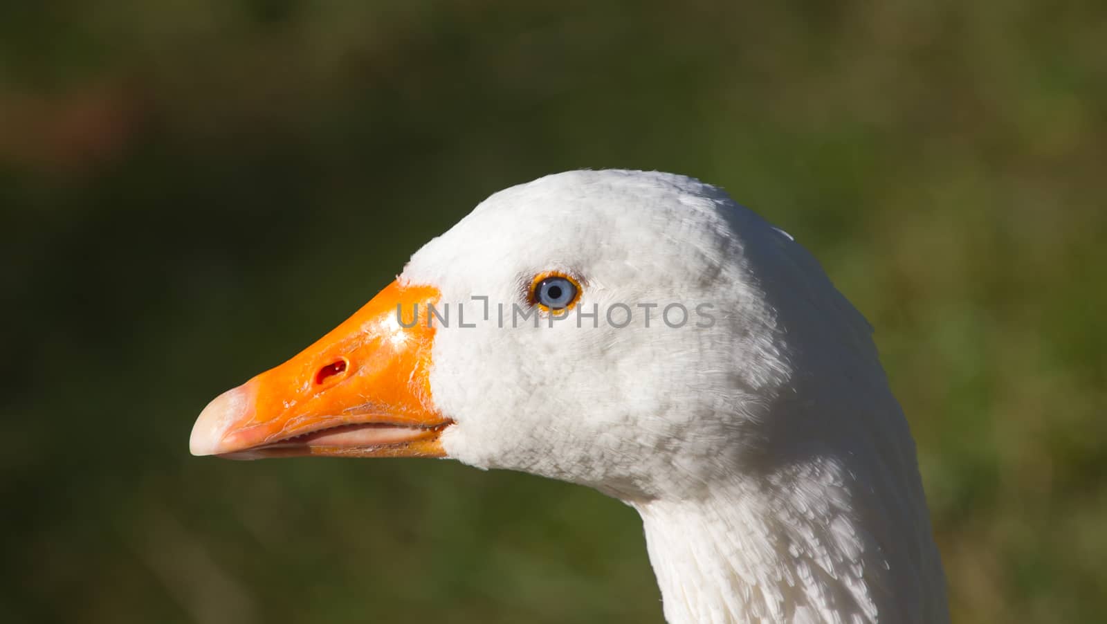 A close picture of a white goose head with a green background