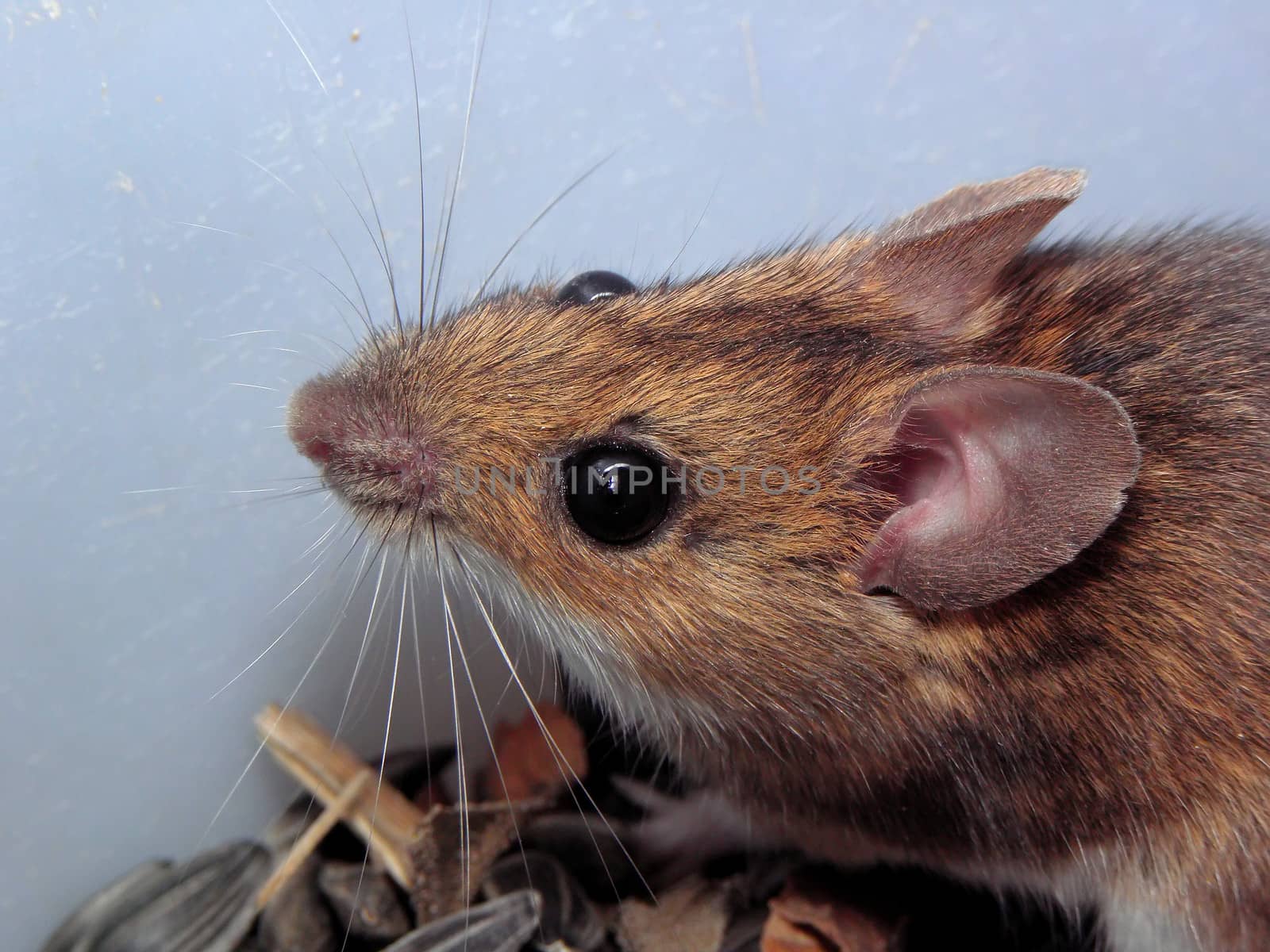 The mouse loves to chew sunflower seeds.
