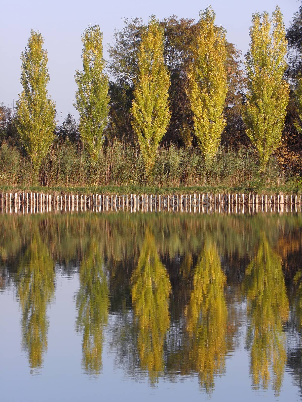 Coastal trees reflected in the water.