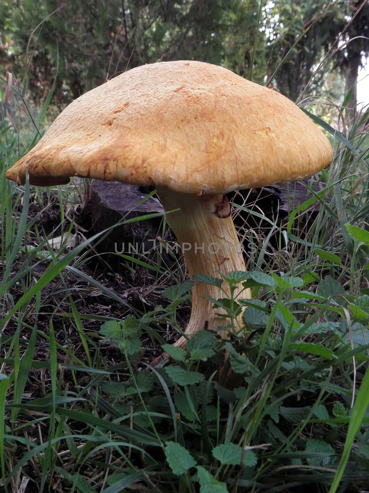 mushroom, fungus, nature, white, background, fungi, natural,