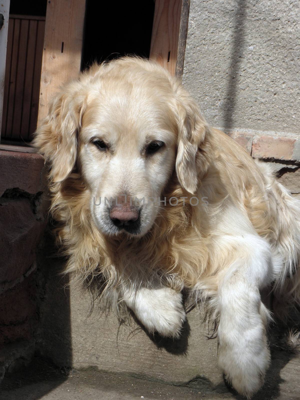 The big dog is resting on the stairs.