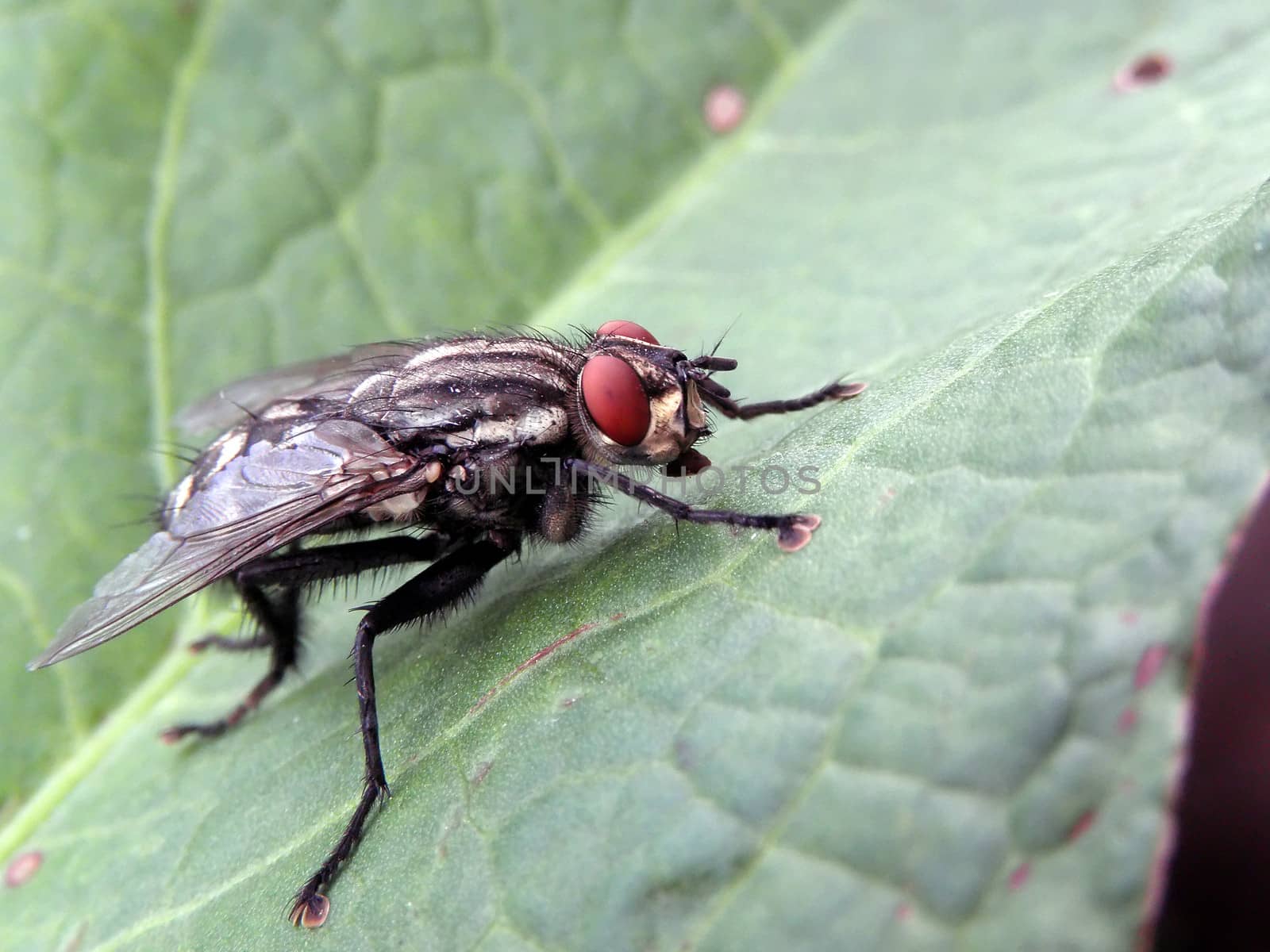 The house fly leaf.