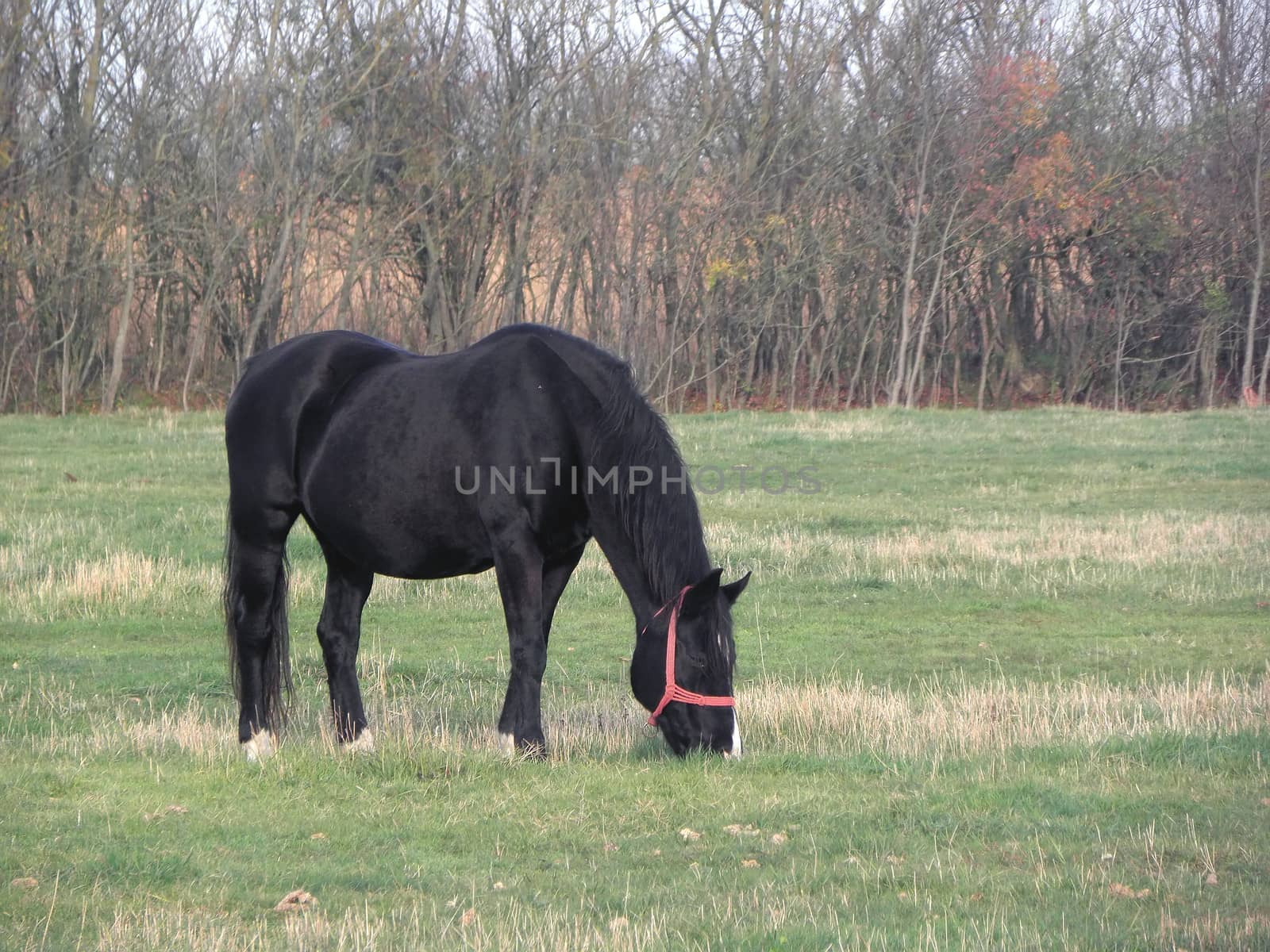 The free-grazing pasture horse.