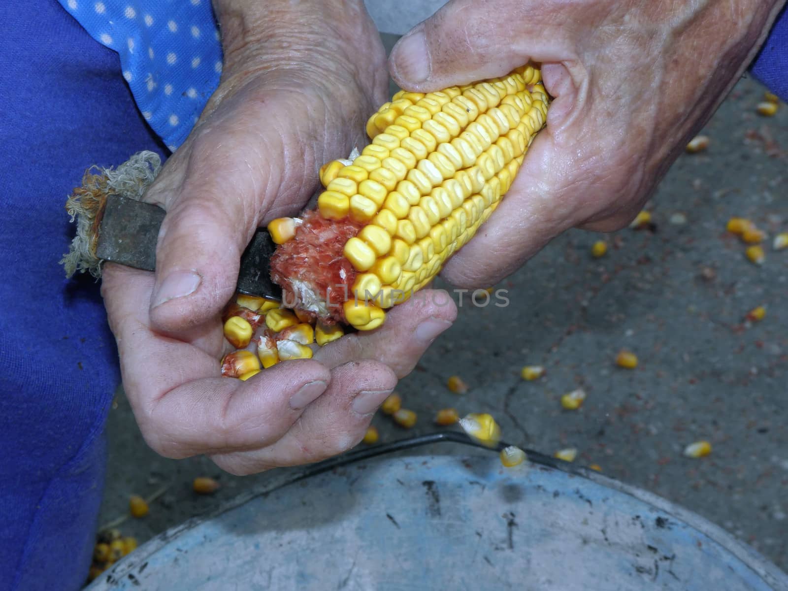 Traditional hand-shredding corn,  cracked, retro, typical.