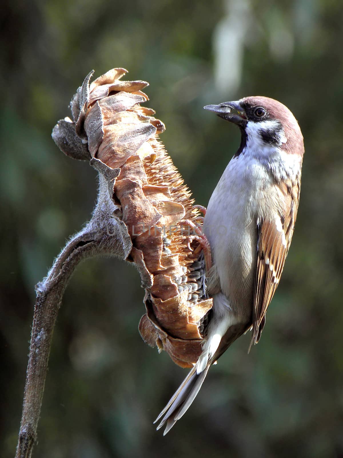  Just one sparrow on the  sunflowers.