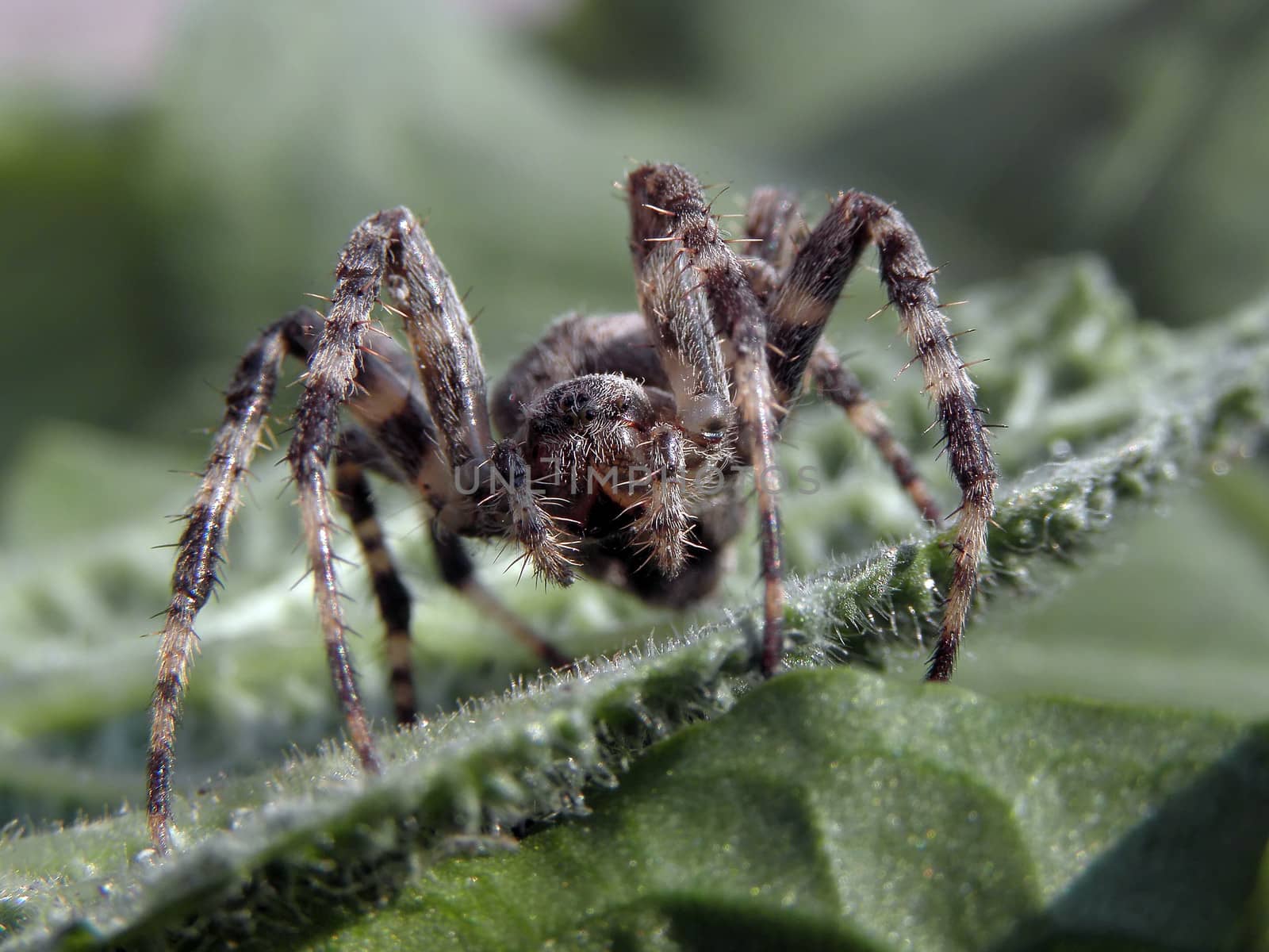 Spider lurking in the leaves.