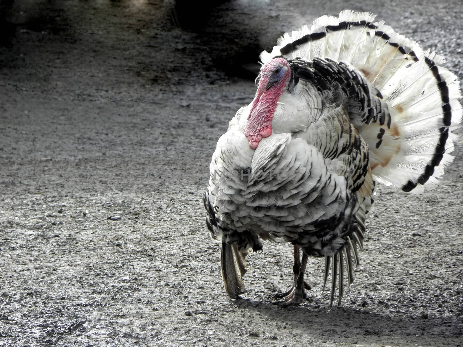 Turkey, bird, nature, gobbler, thanksgiving, animal, gobble.