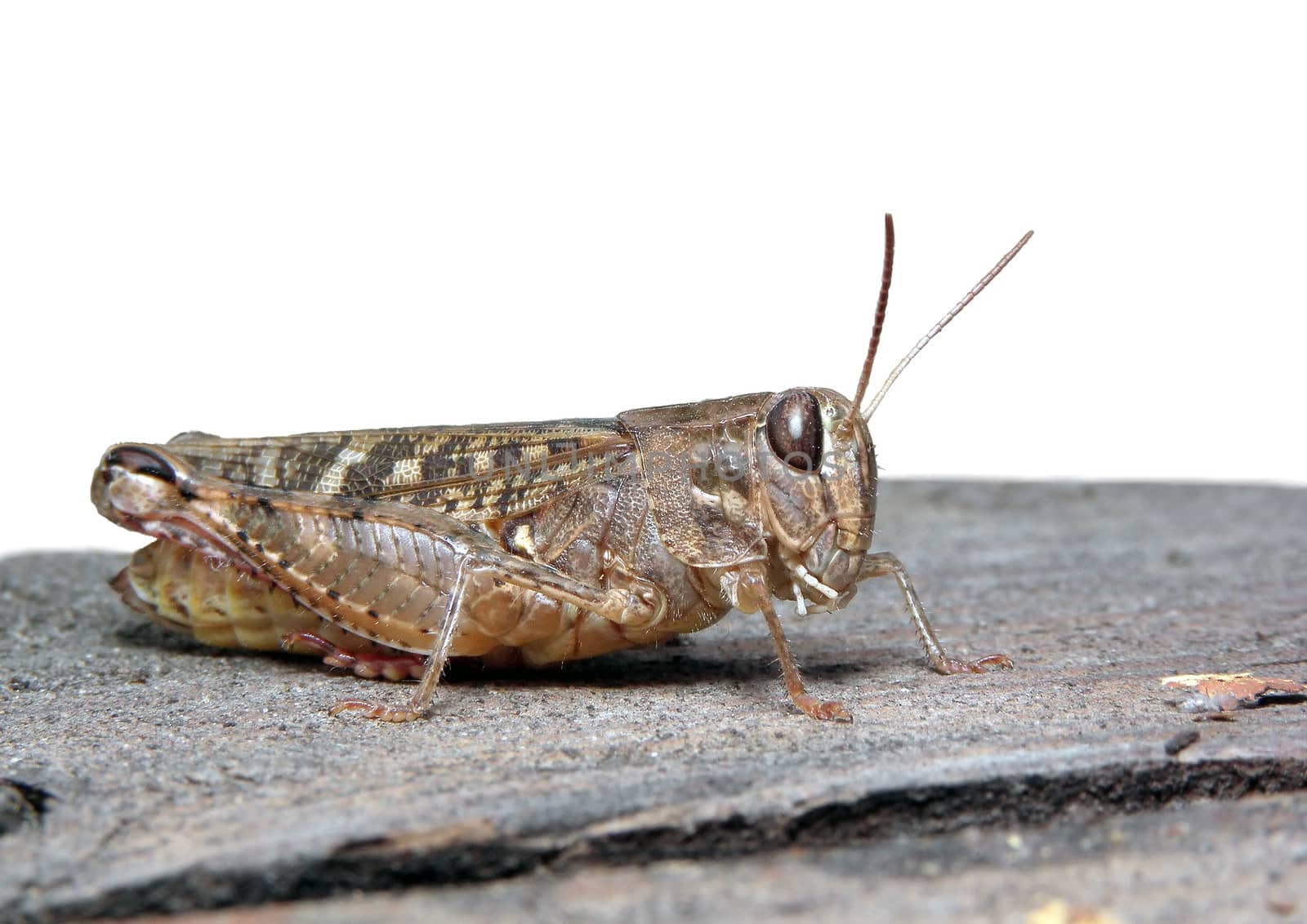 Grasshopper, animal, insect, wildlife, bug, macro,  nature.