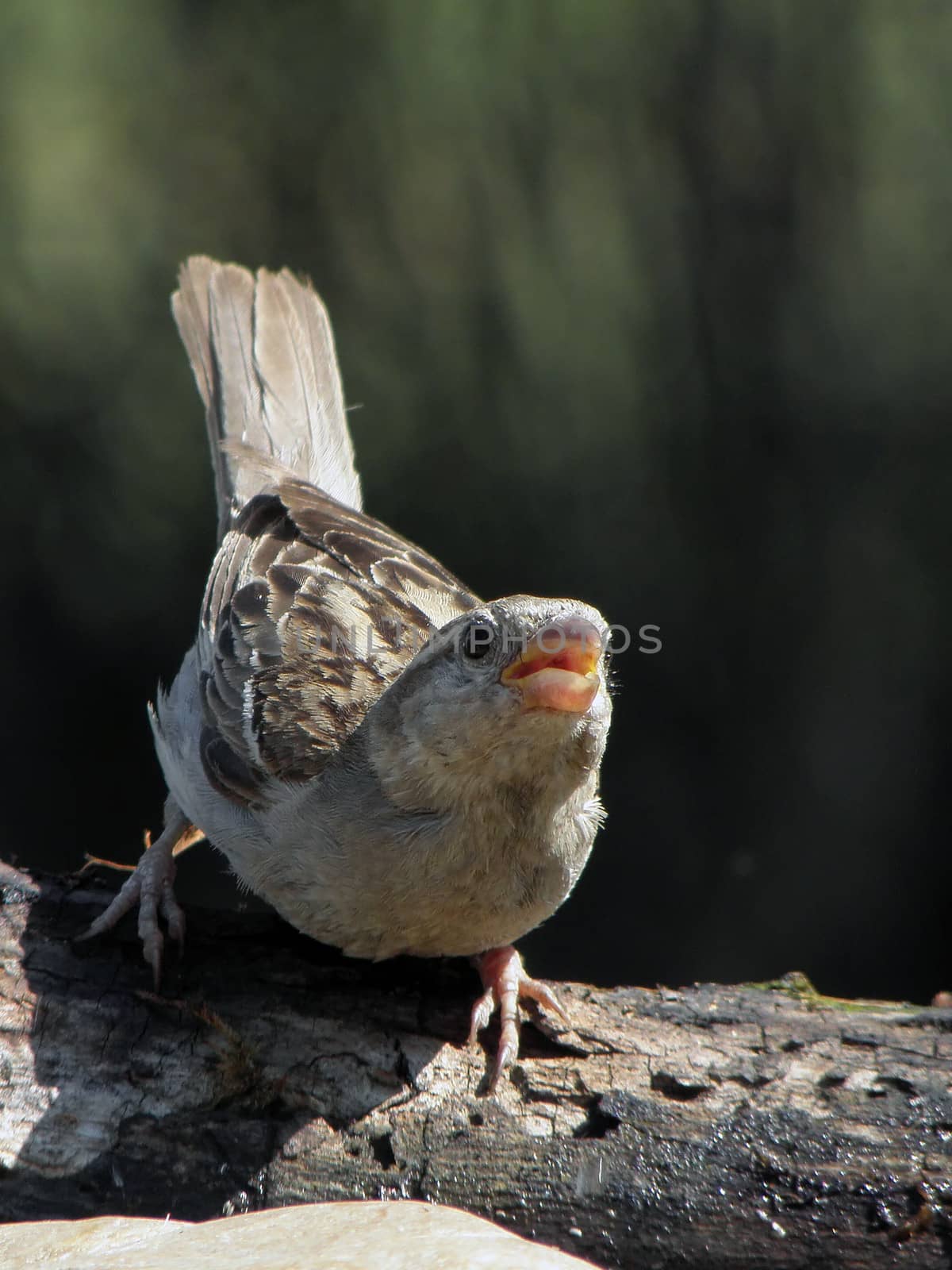  Just one sparrow on the  drinking.