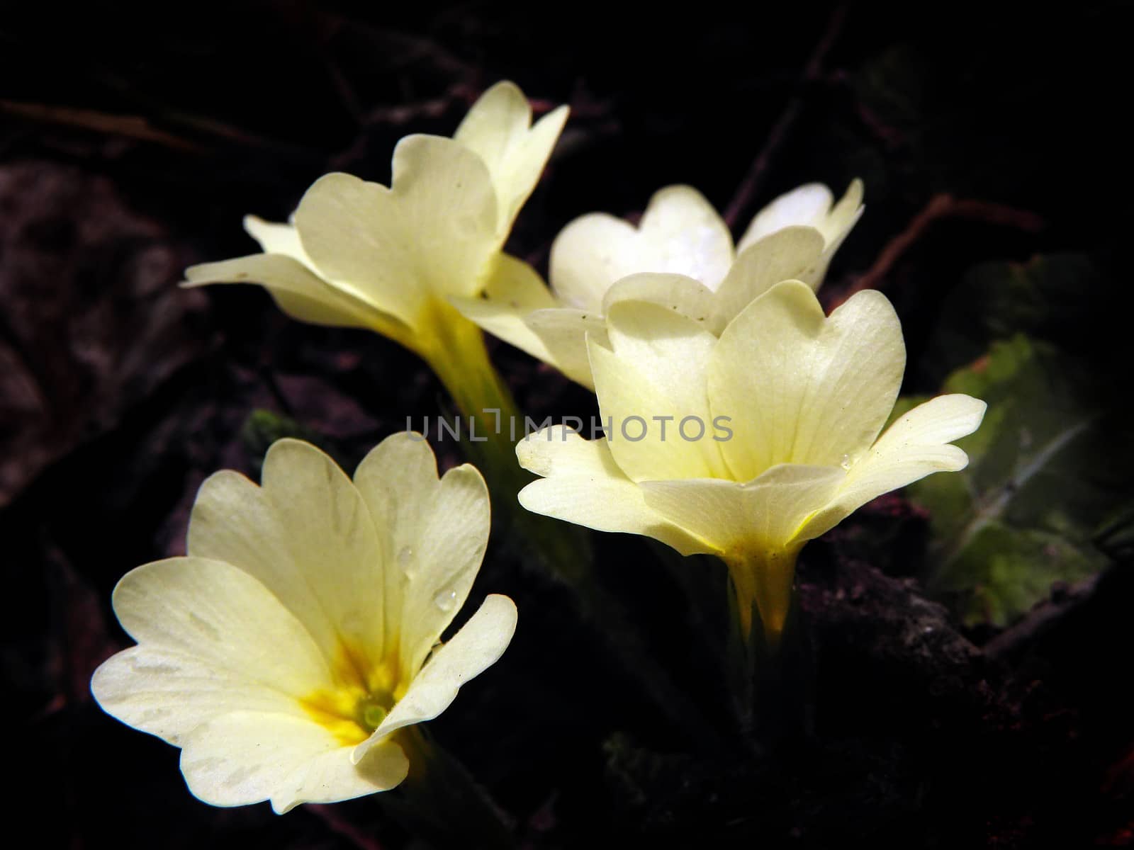 Primula bloom in the garden.