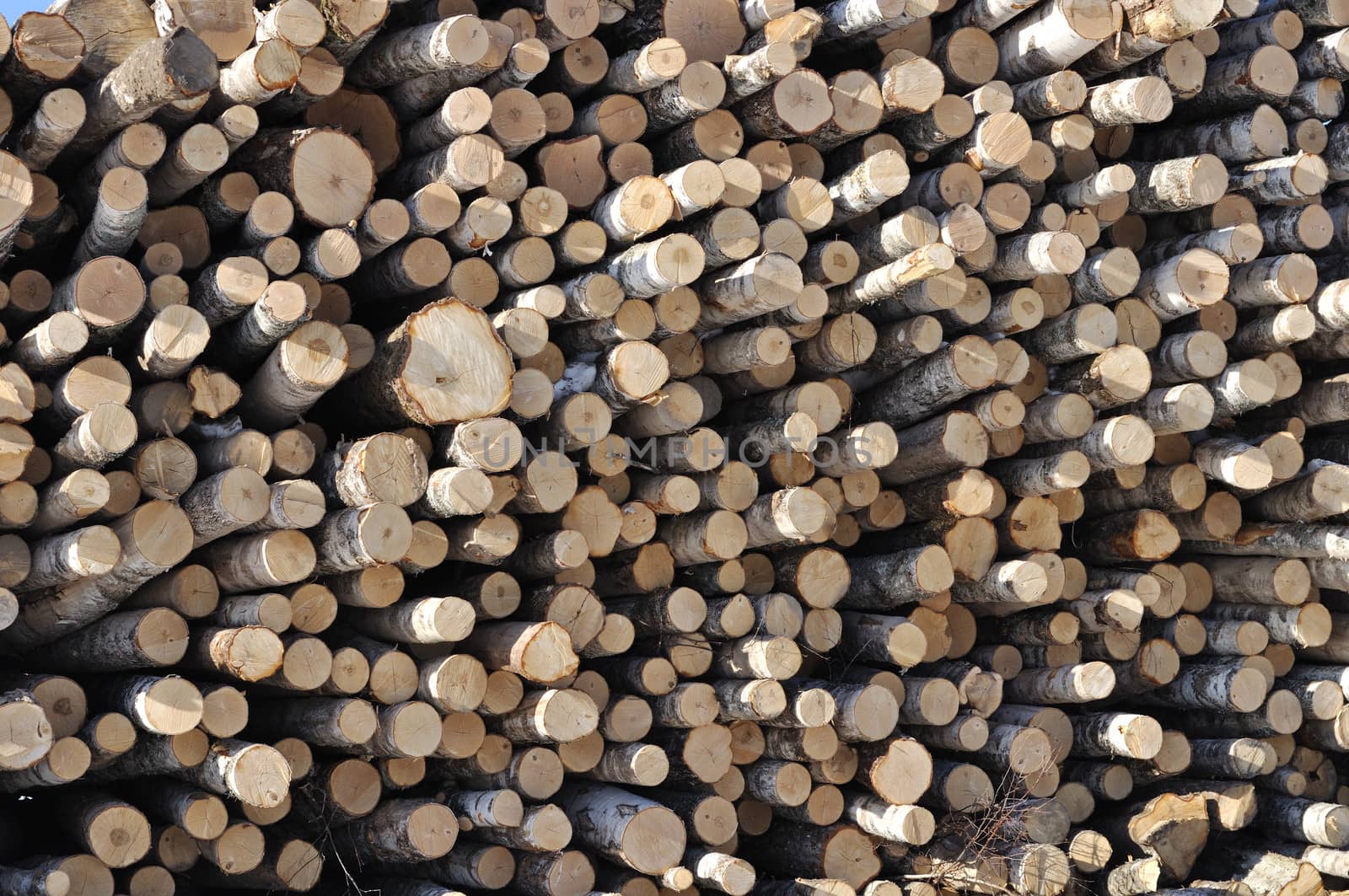 Fragment of birch logs stack background