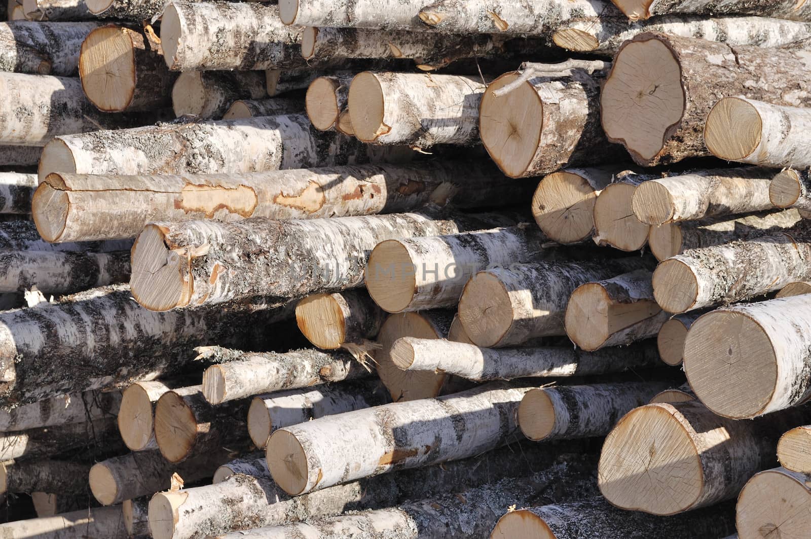 Birch logs pile by wander