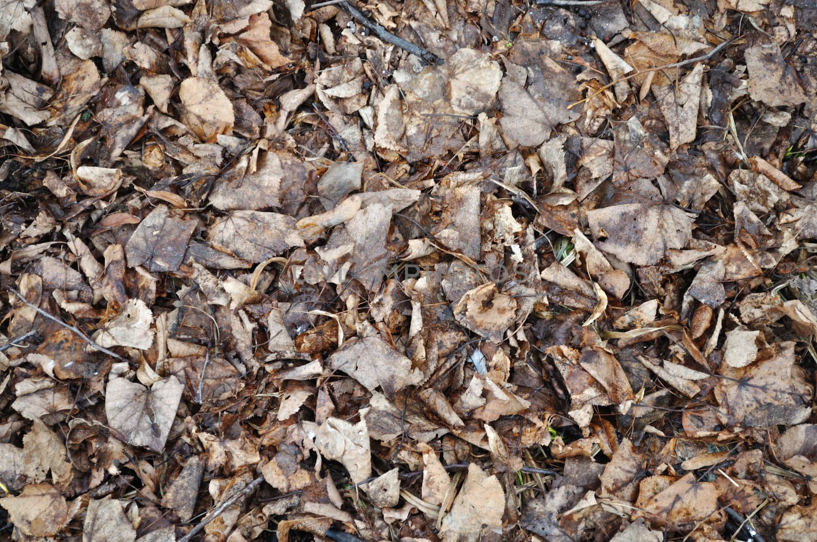 Last year's dry leaves on the ground by wander
