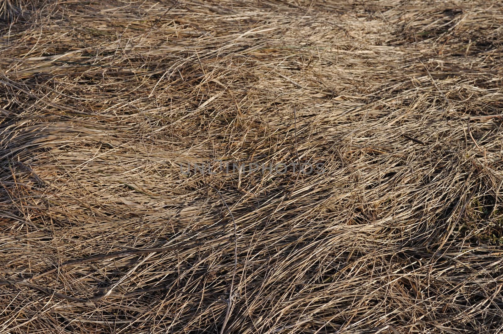 Close up of last year's dry grass texture