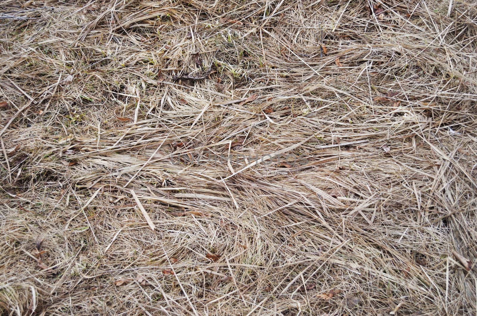 Close up of last year's dry grass background