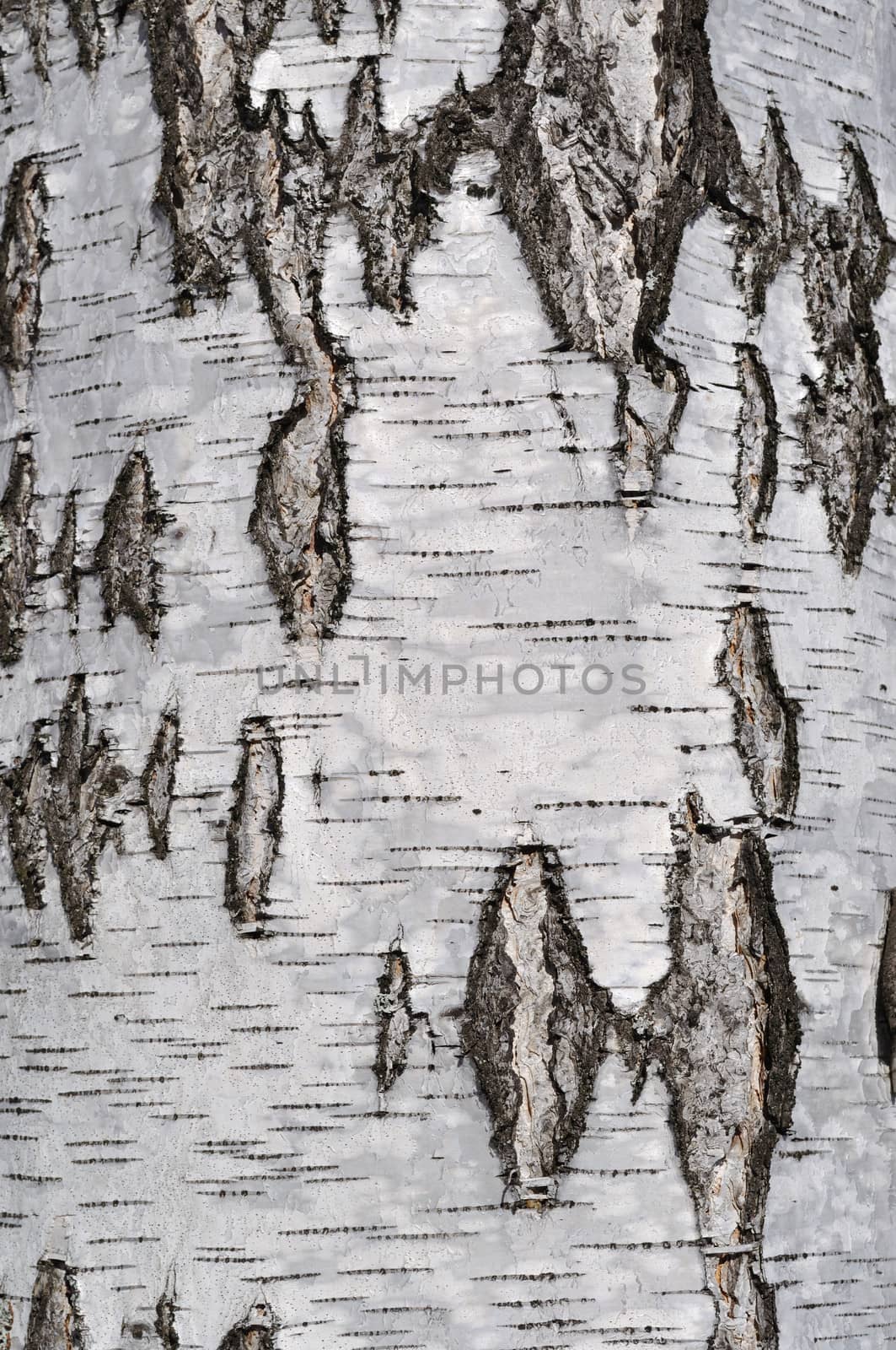 Close up of rough birch bark surface texture