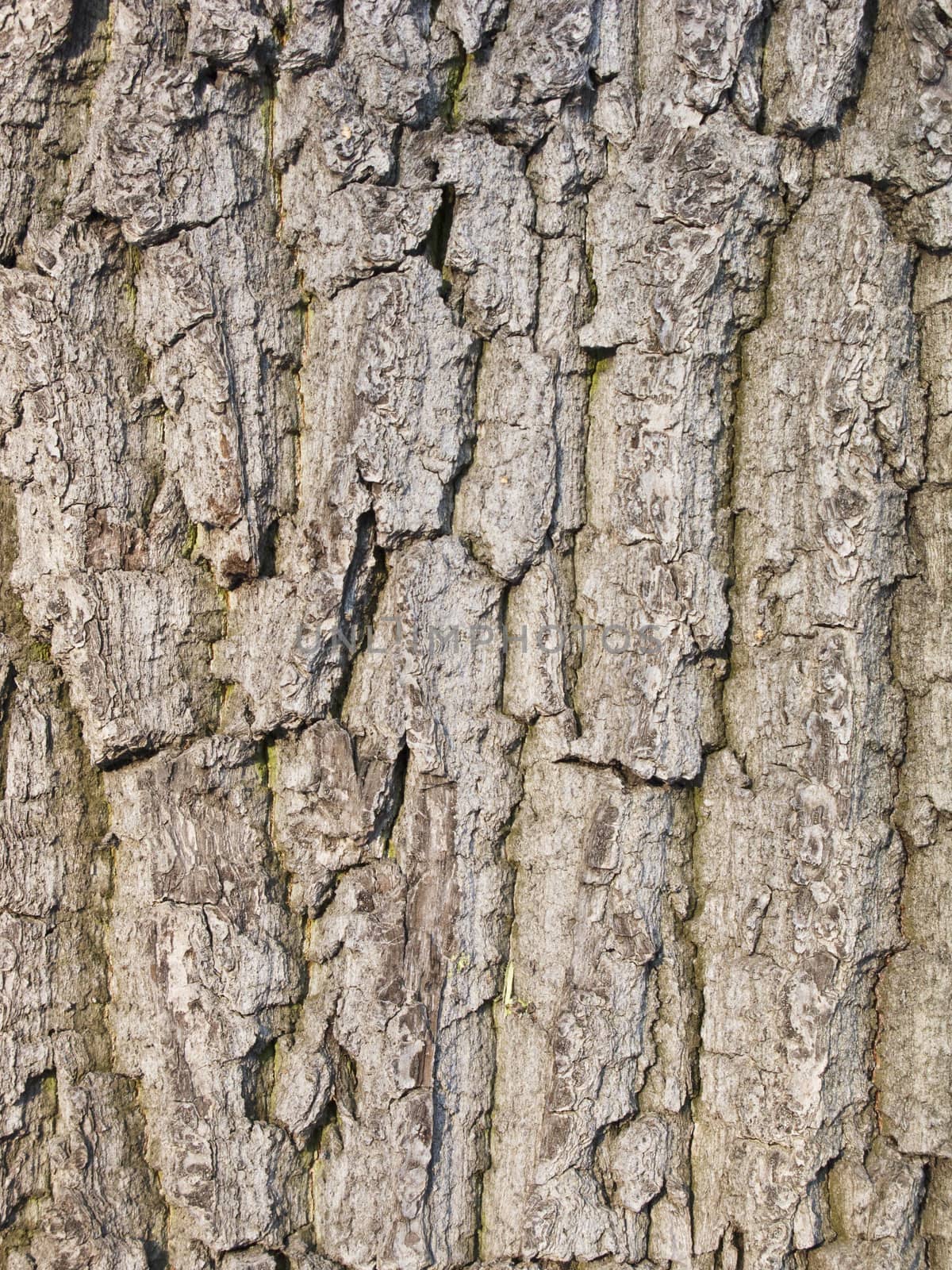 Old tree bark background by wander