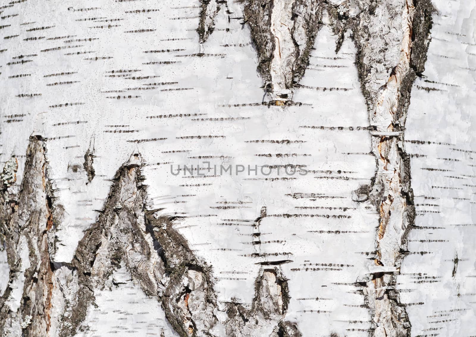 Birch tree bark texture by wander