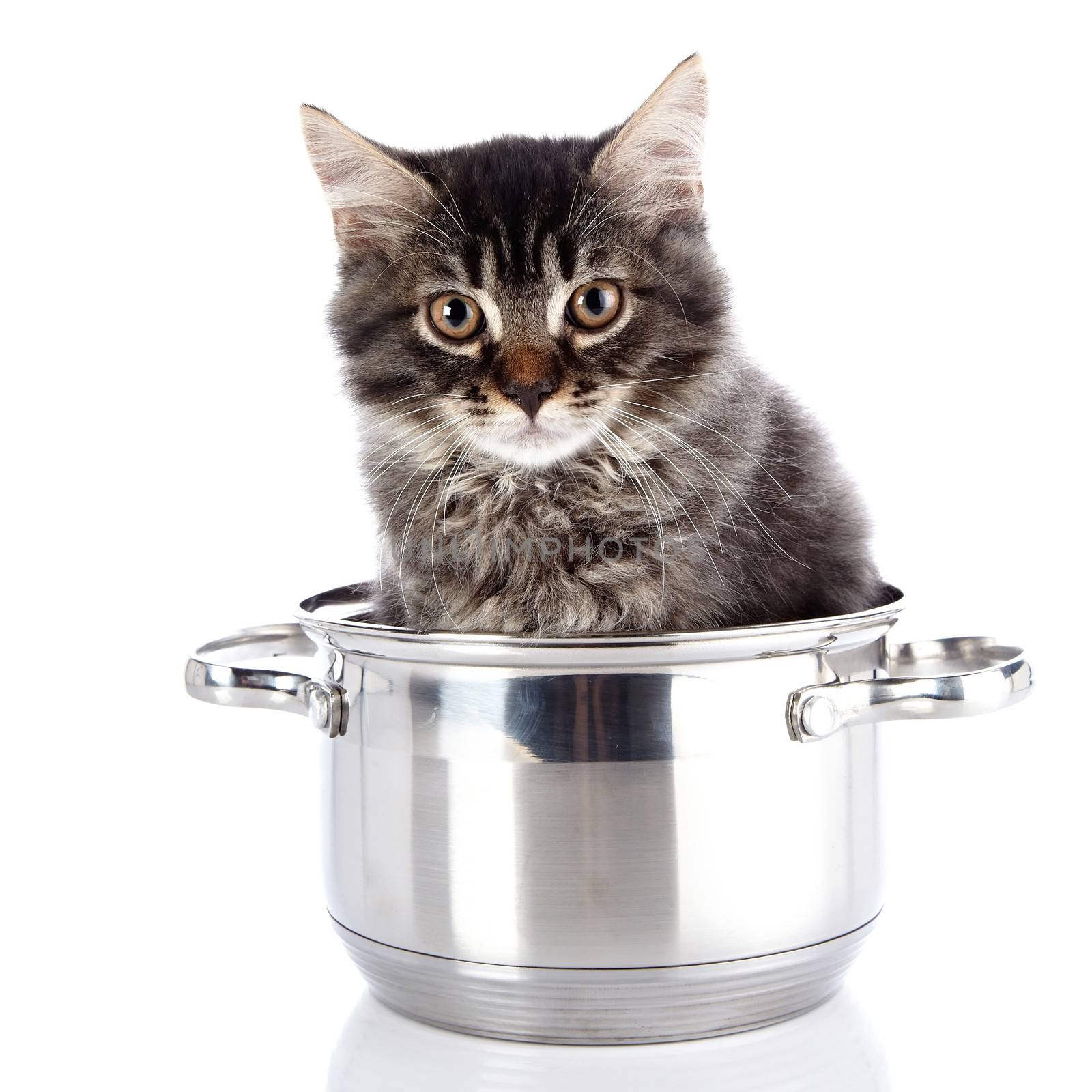 Fluffy cat in a pan.  Striped not purebred kitten. Kitten on a white background. Small predator. Small cat.