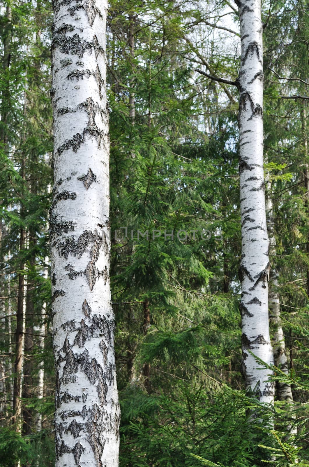 View of birch trees on sunny spring day in mixed forest