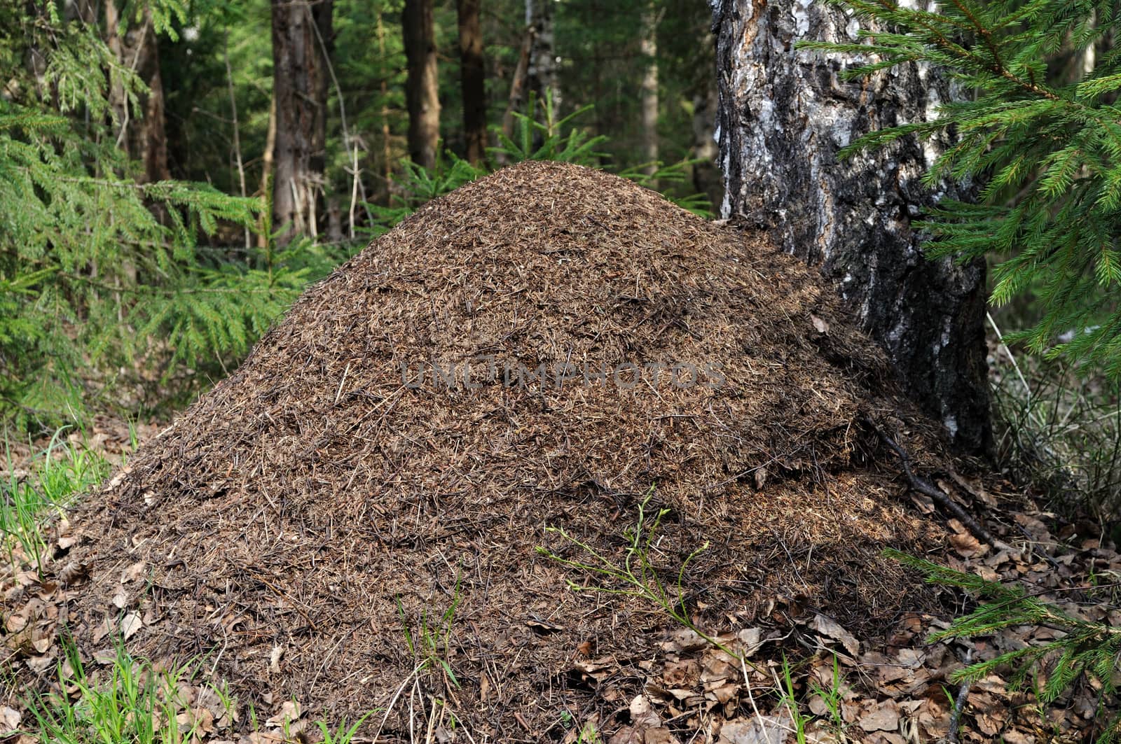 Ant hill near birch trunk in spring forest