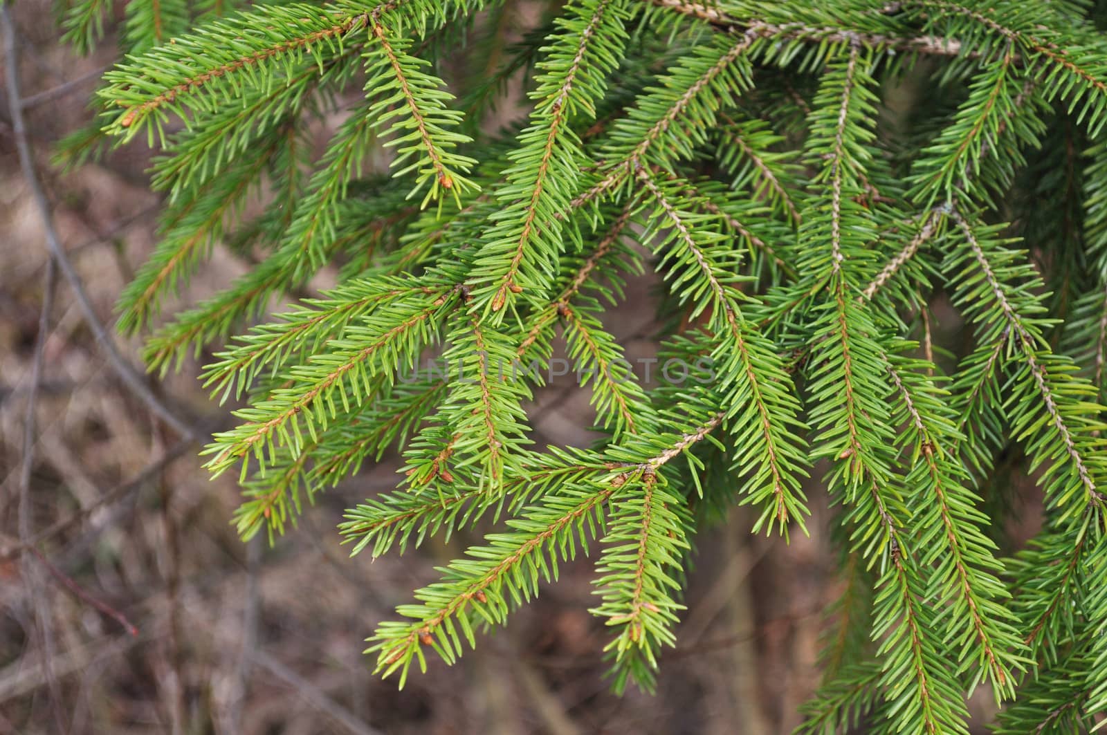 Close up of green fir branch in spring forest