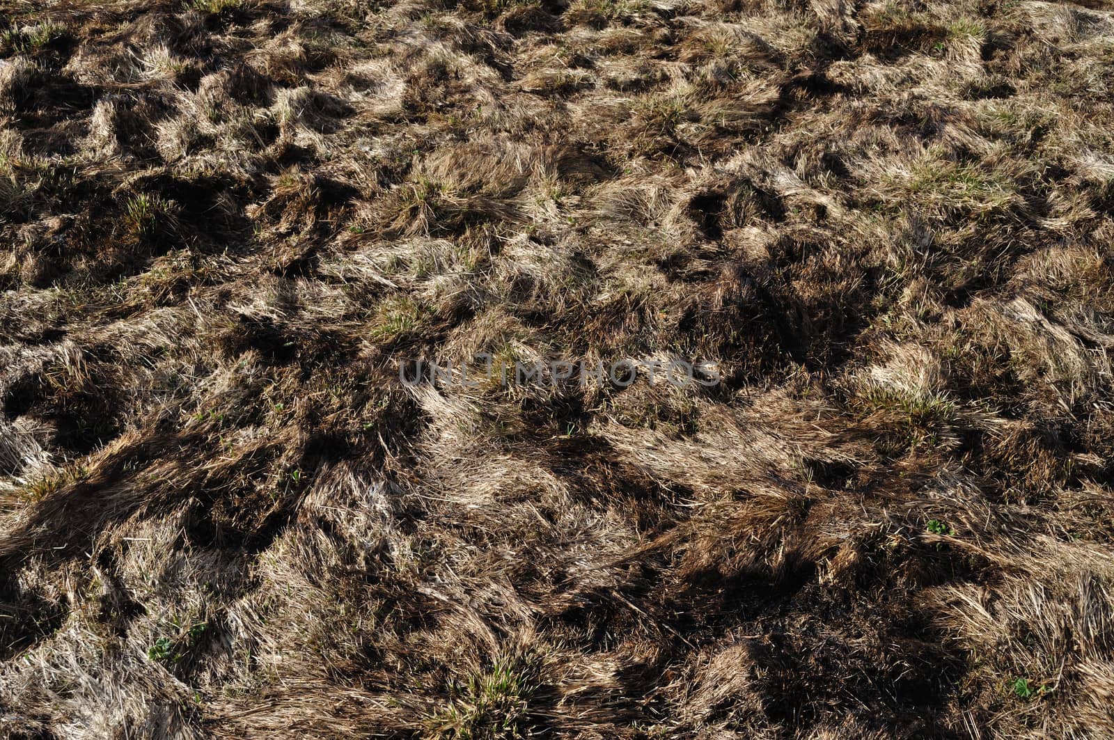 Burnt dry grass at sunset by wander