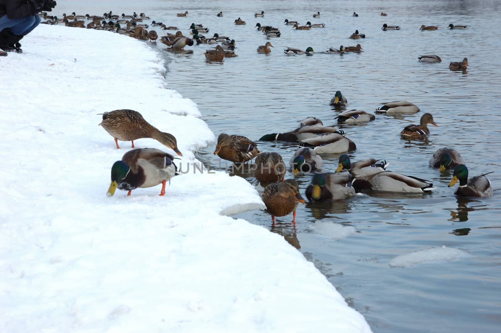 View of snowy winter riverbank with flock of ducks