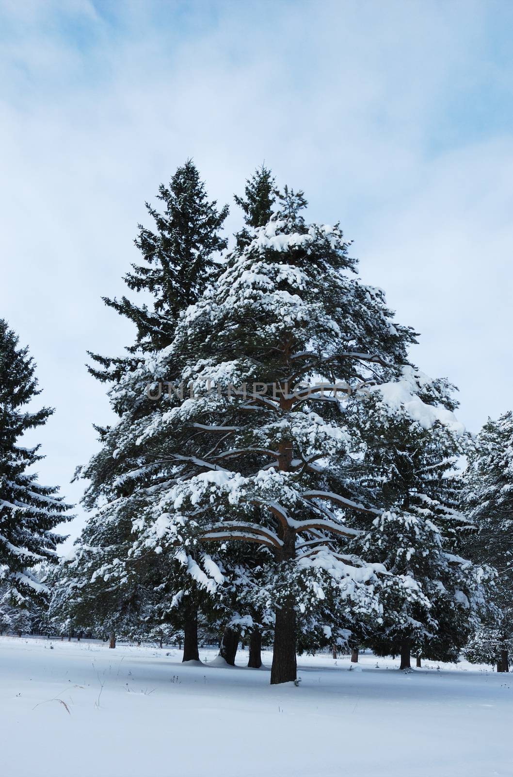 Snow covered pine trees in winter forest