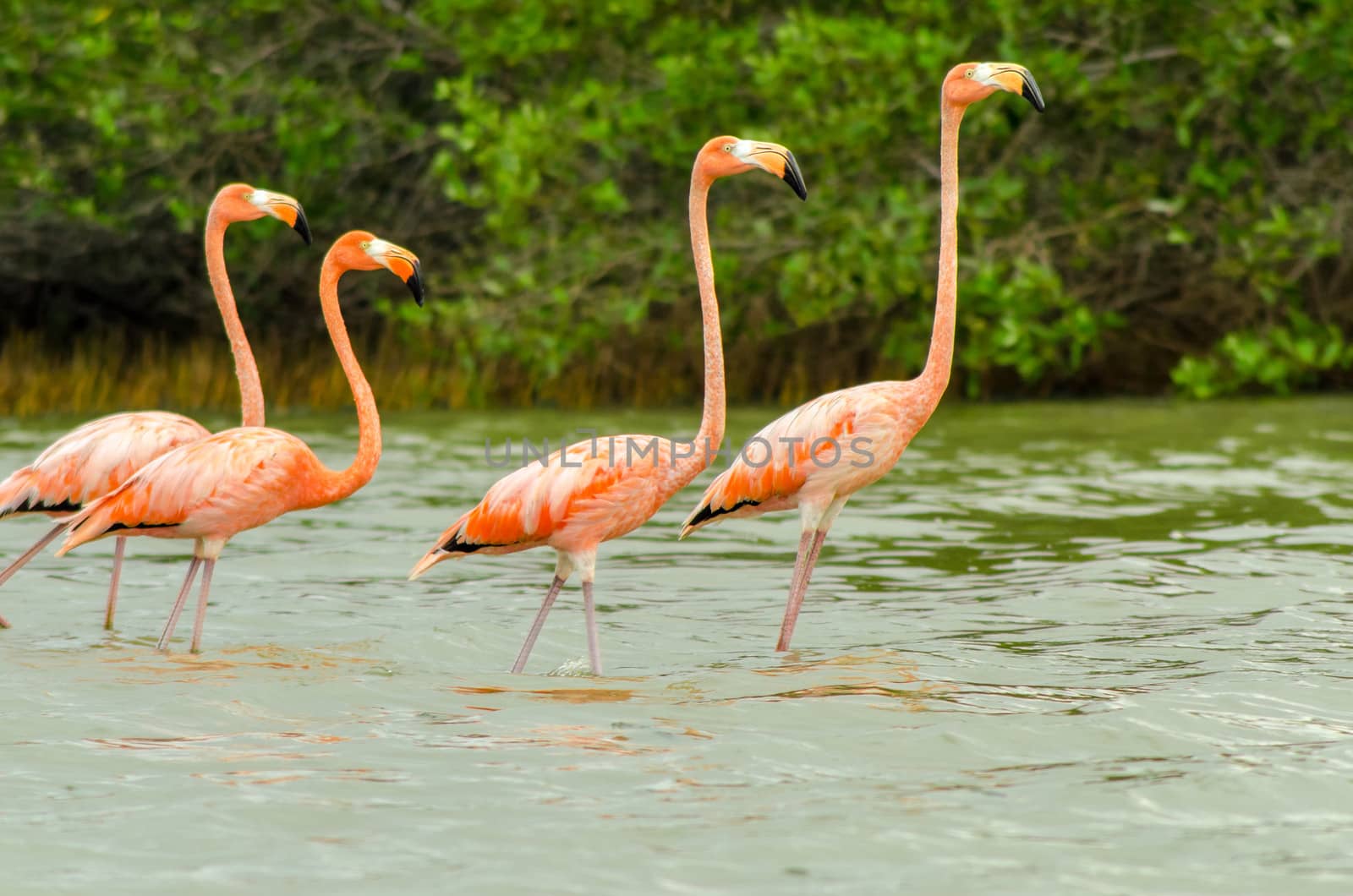 Four flamingos walking in shallow water in Camarones in La Guajira, Colombia