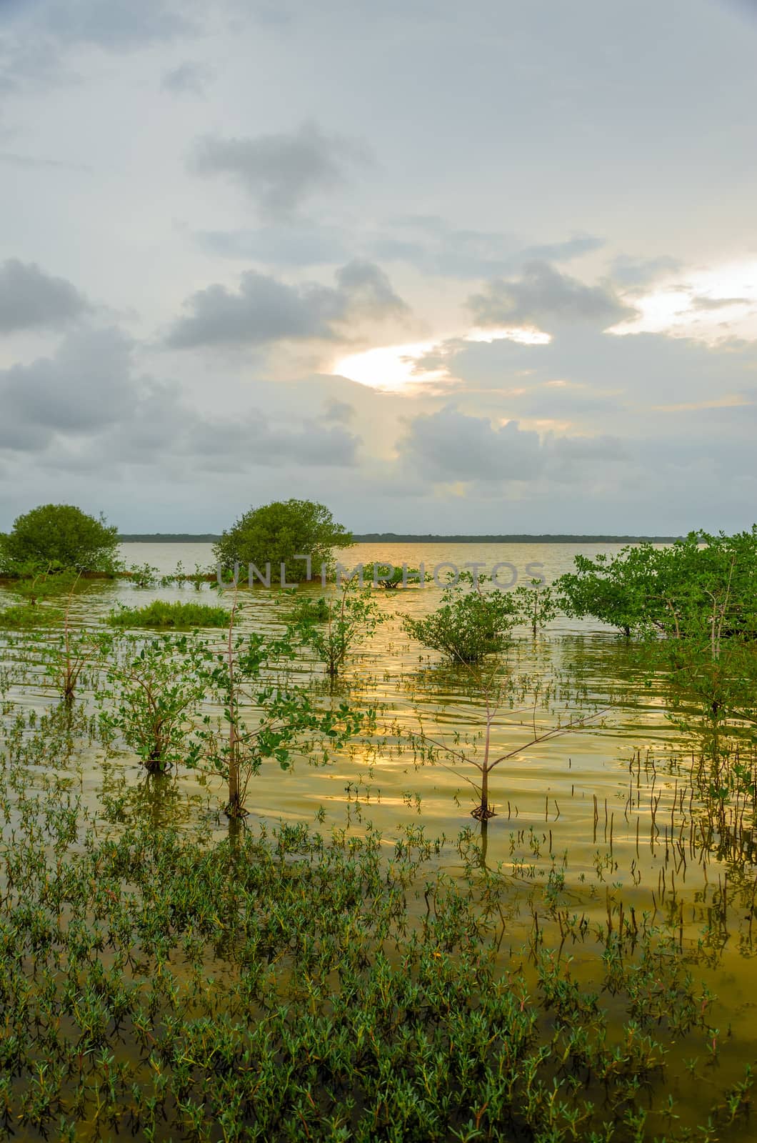 Sunset of a wetland lagoon in La Guajira, Colombia