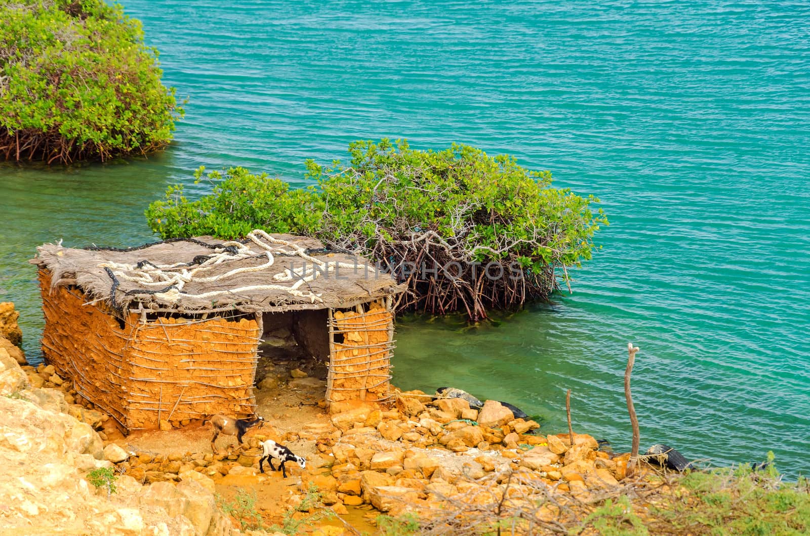 Two goats in front of a small mud shack near Punta Gallinas in La Guajira, Colombia