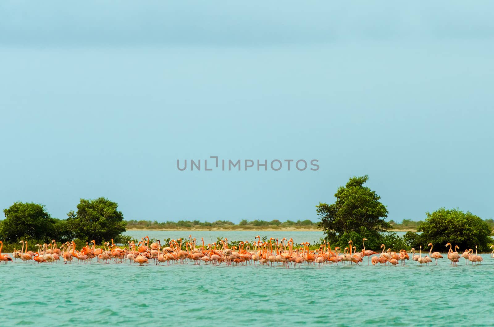Flock of Flamingos by jkraft5