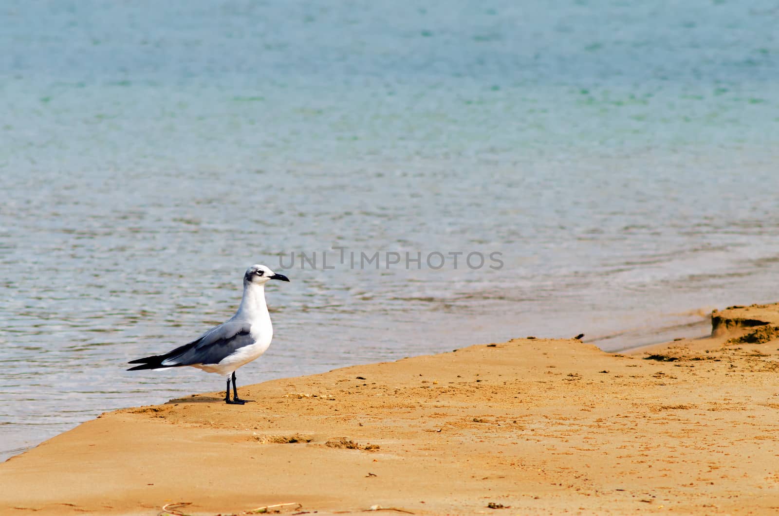 Bird on a Beach by jkraft5