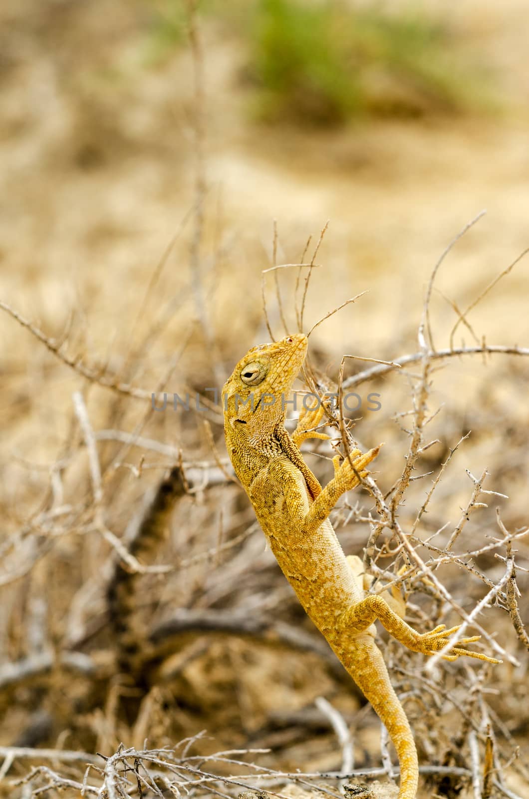 Small Yellow Lizard by jkraft5