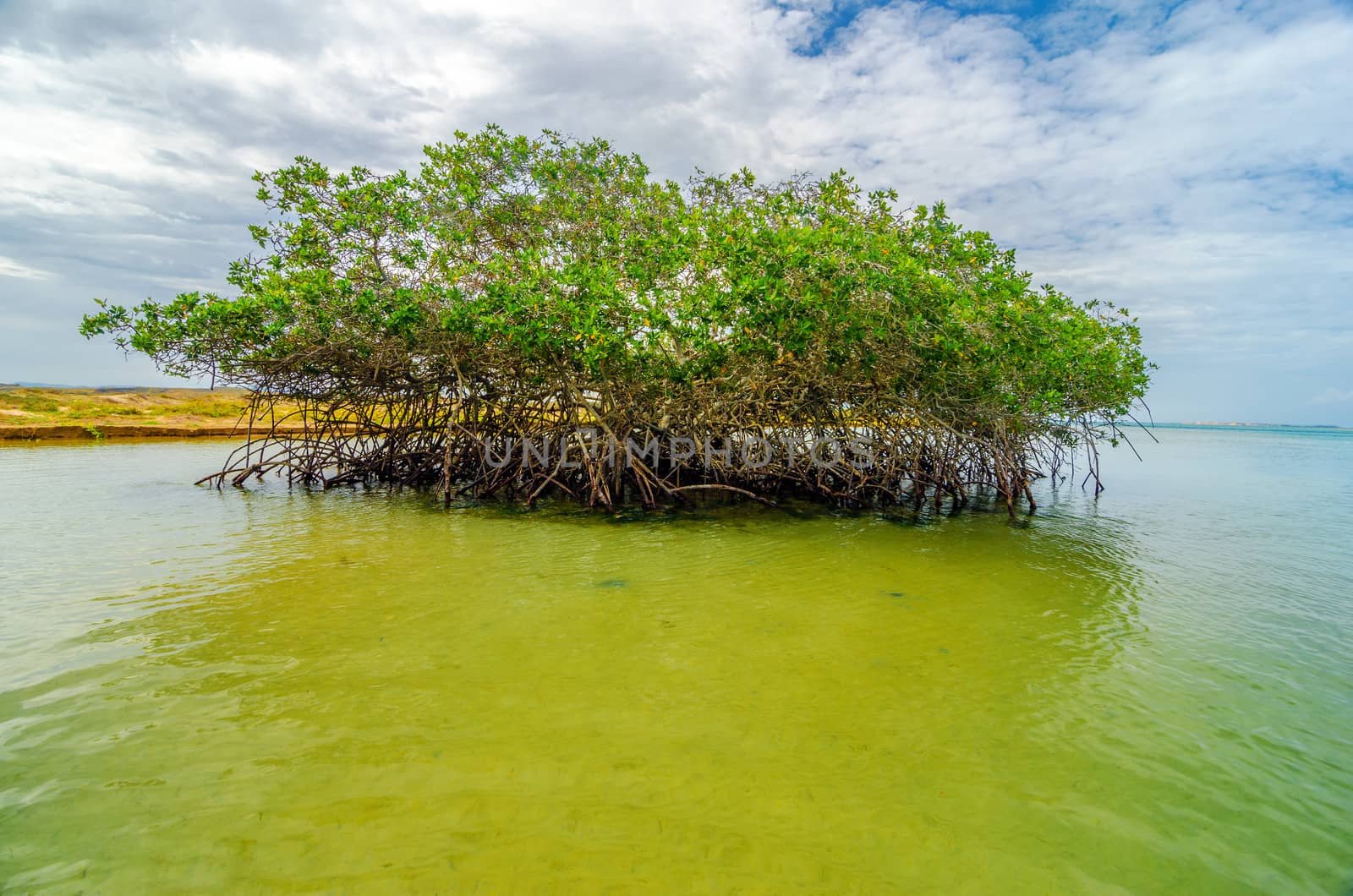 Mangrove tree near the coast of Punta Gallinas in La Guajira, Colombia