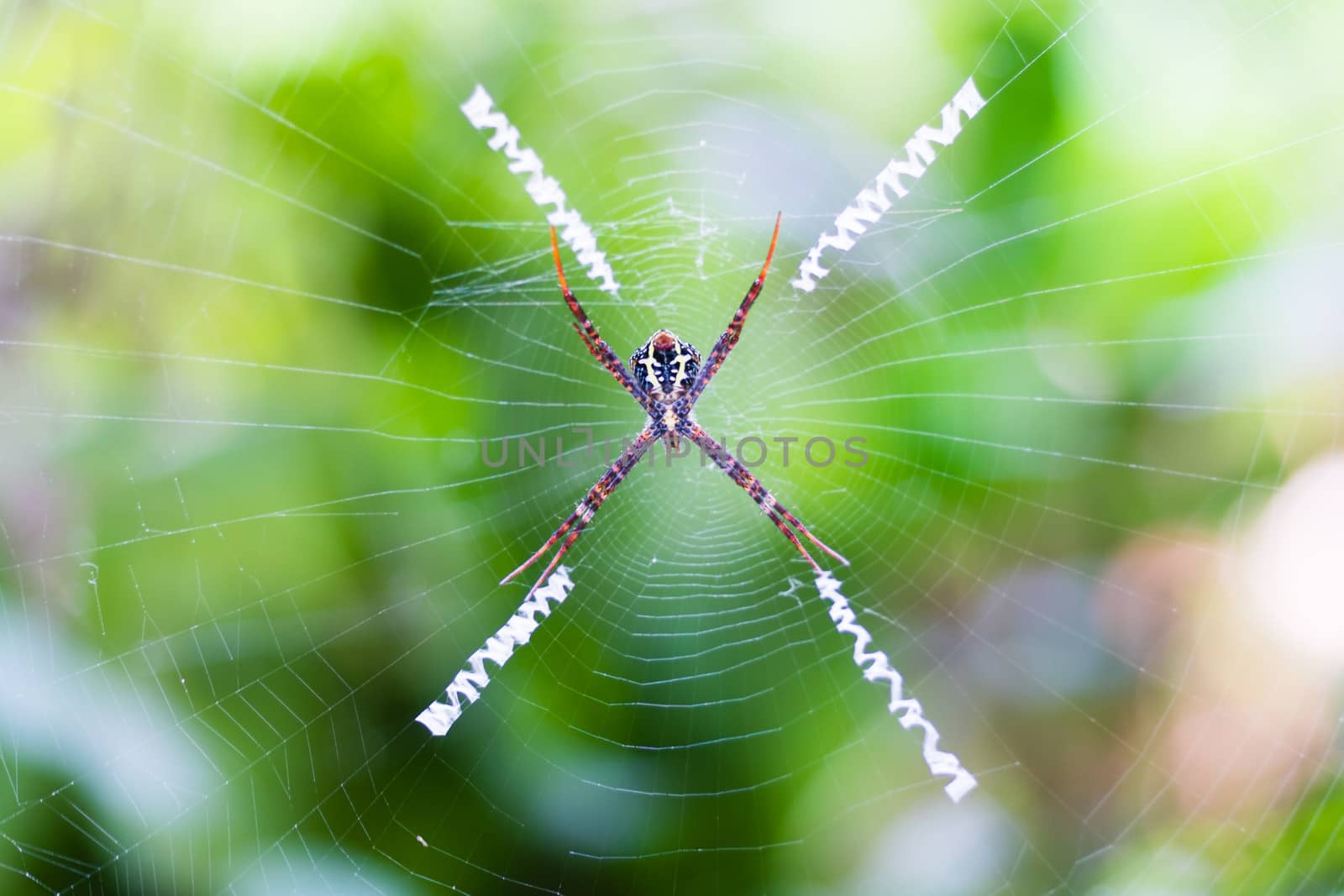 spider holding on cobweb with blur green background