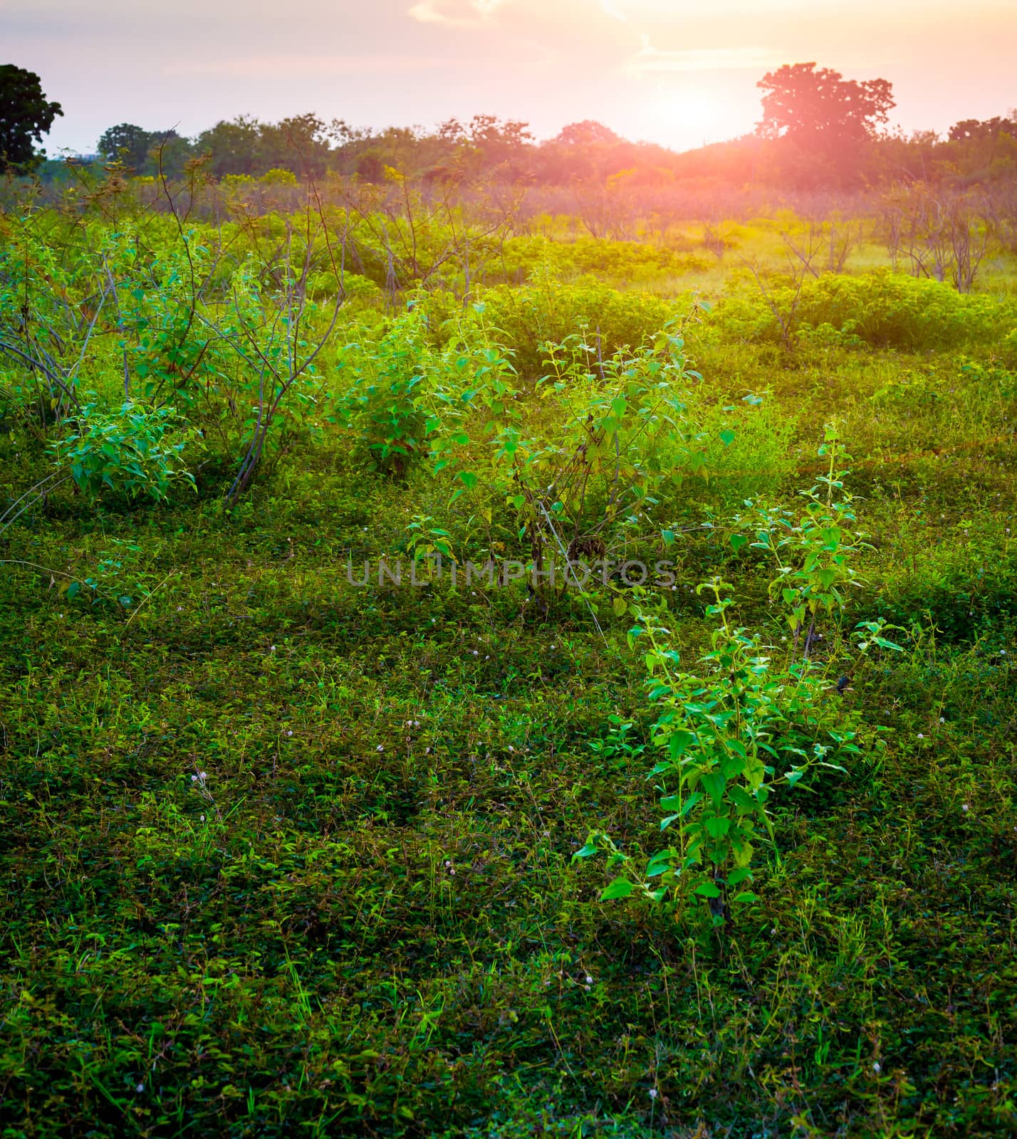 sunset at horizon of tree in grass field