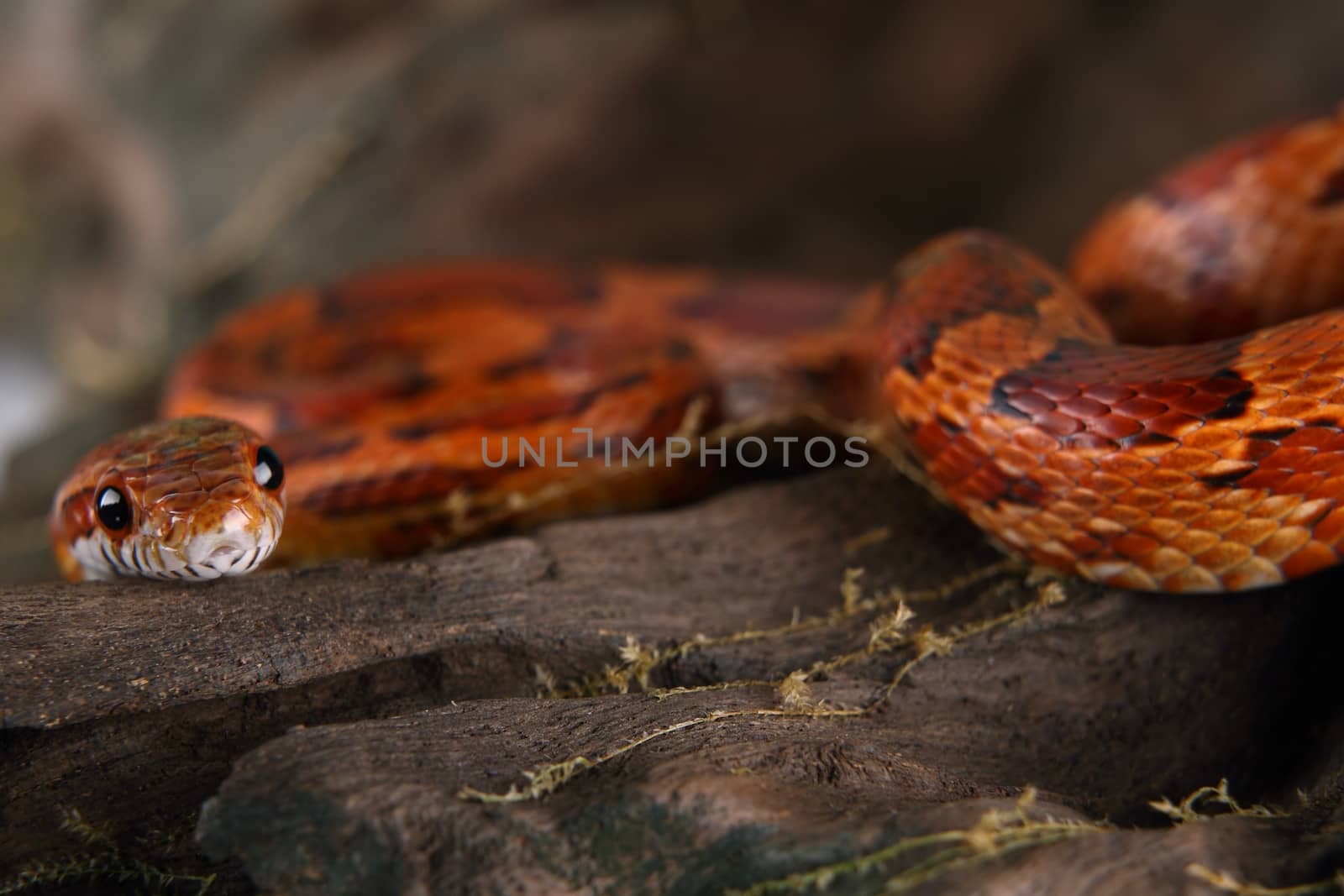 a picture of a beautiful corn snake