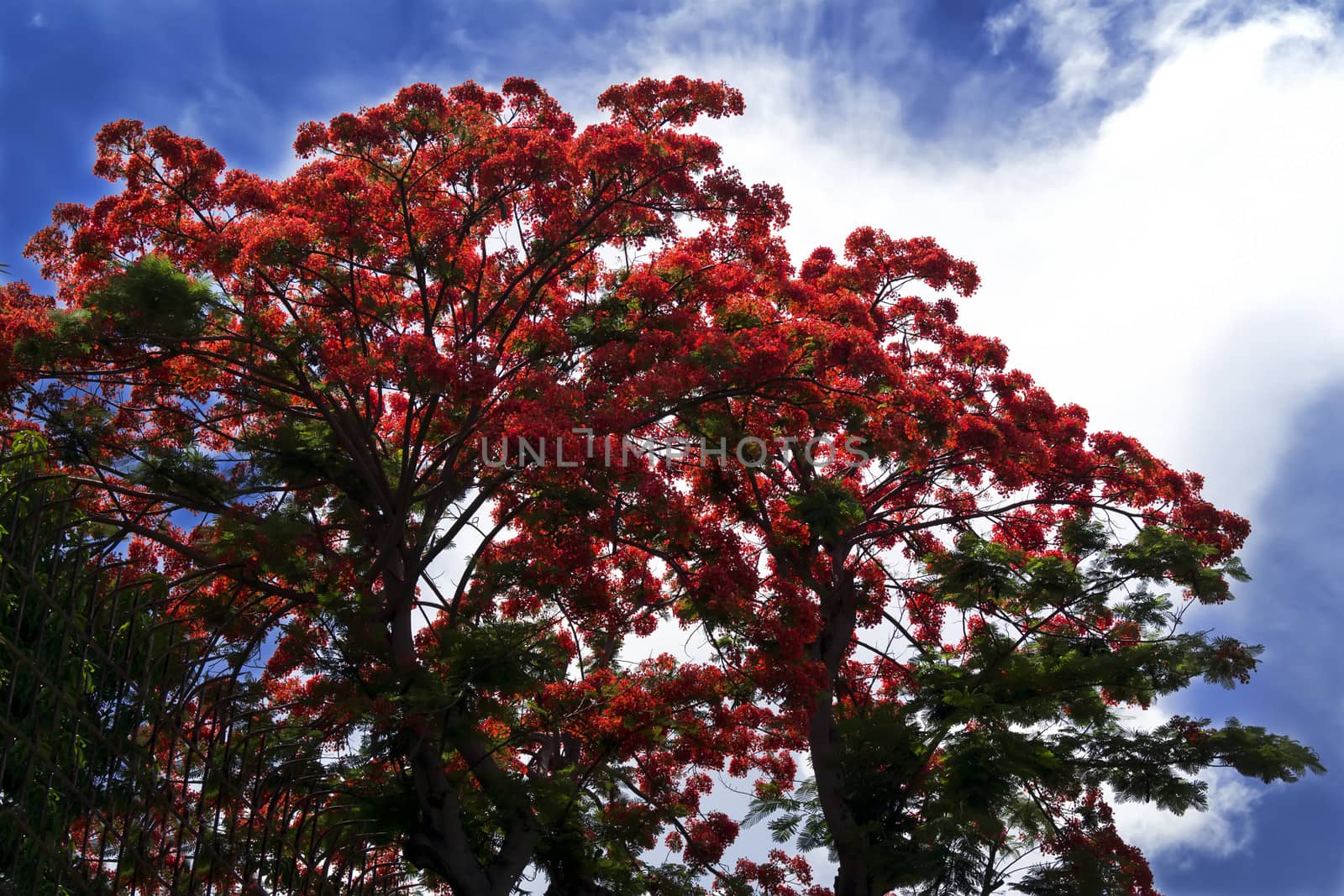 Tree Delonix Regia. by GNNick