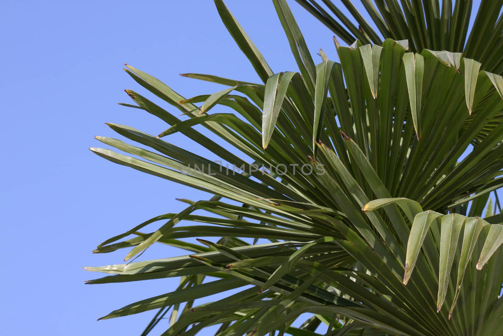 leaves of palm tree by romantiche