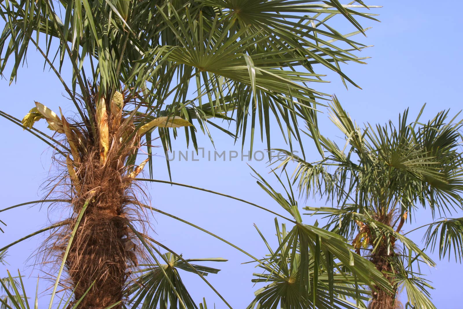 palm trees by romantiche