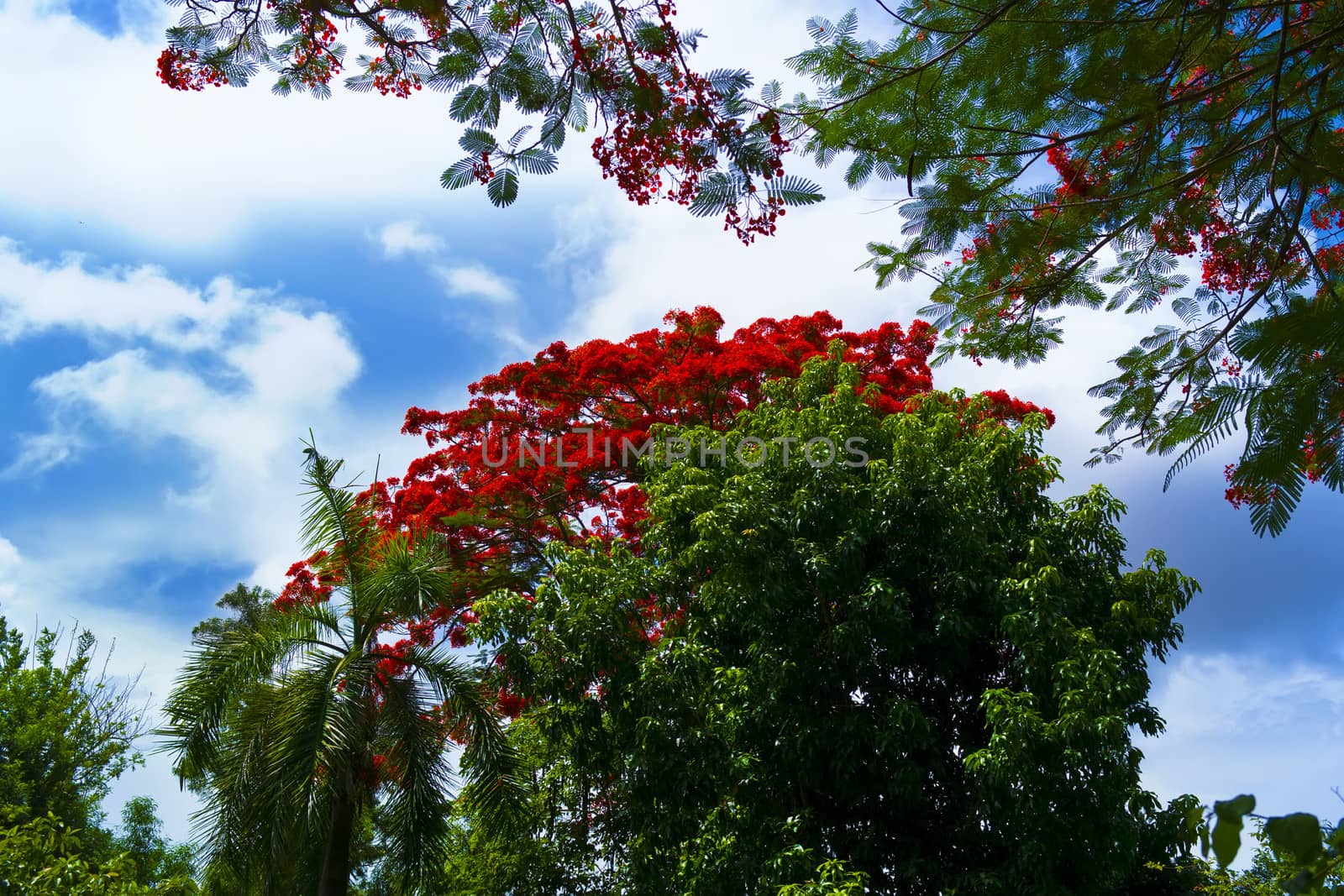 Delonix Regia Tree (syn. Poinciana Regia). Thailand, summer 2013.