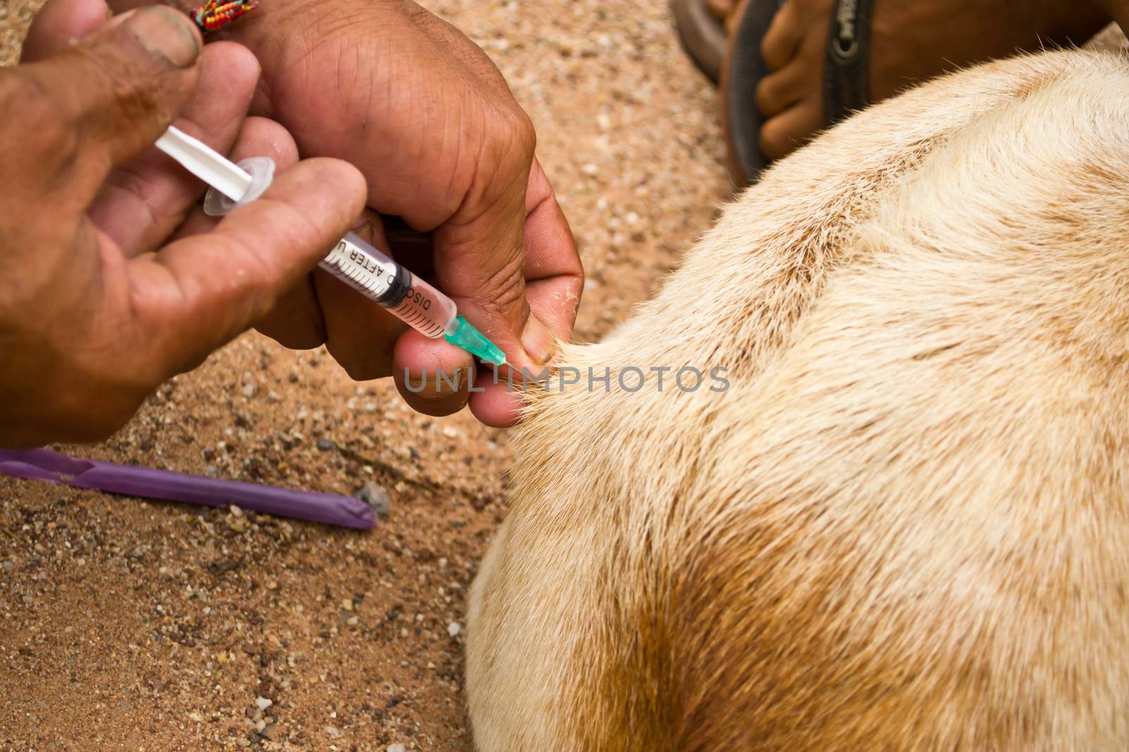 Injected dogs to prevent rabies