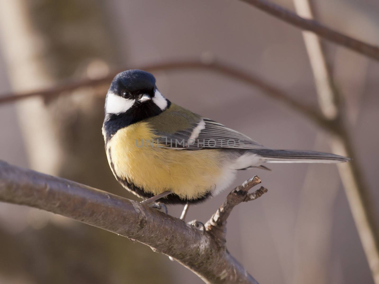 The big titmouse sits on a tree branch in winter day