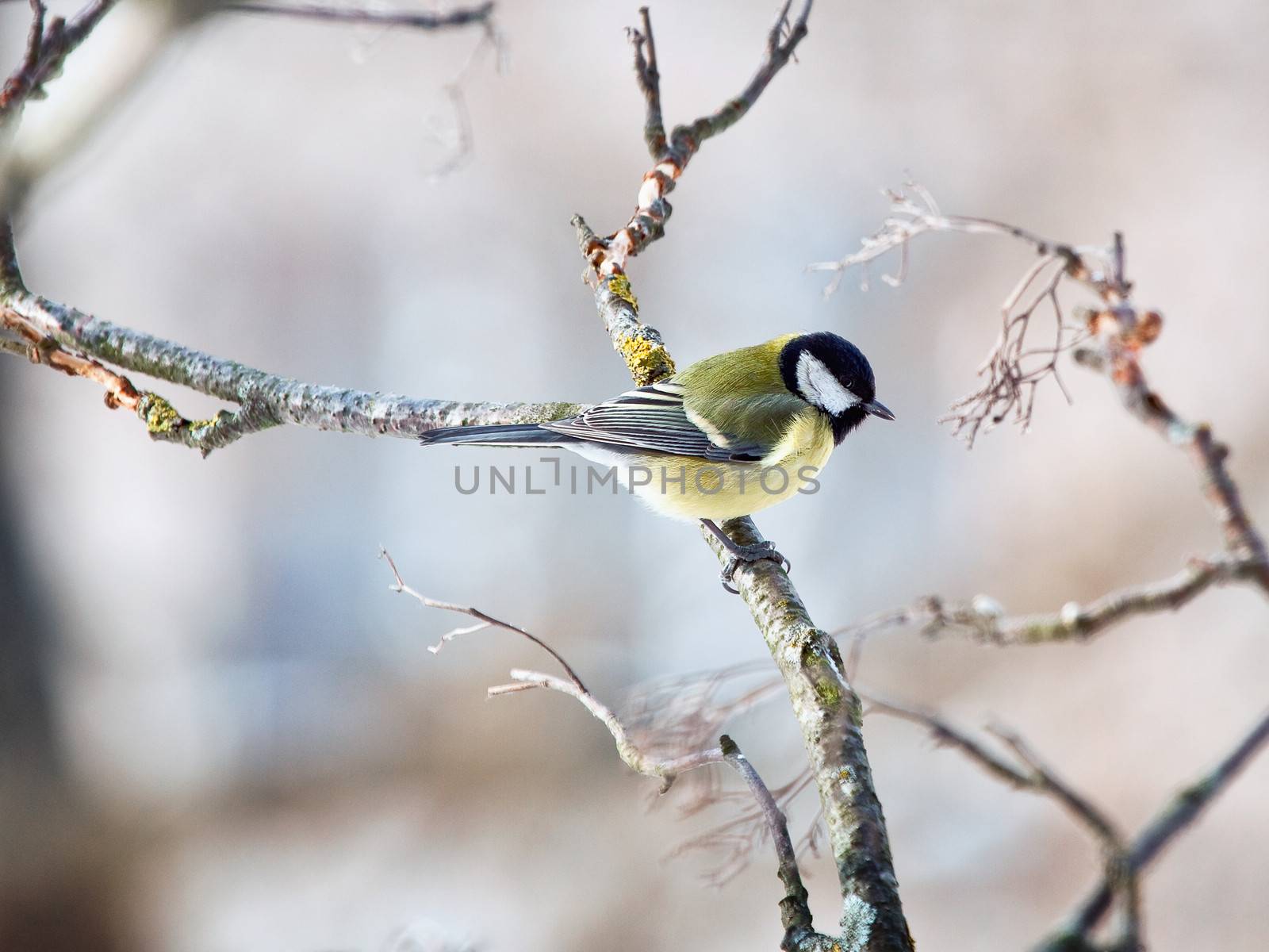 The big titmouse sits on a tree branch in winter day